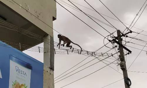 பழனியில் குடியிருப்பு பகுதிகளில் குரங்குகள் அட்டகாசம்