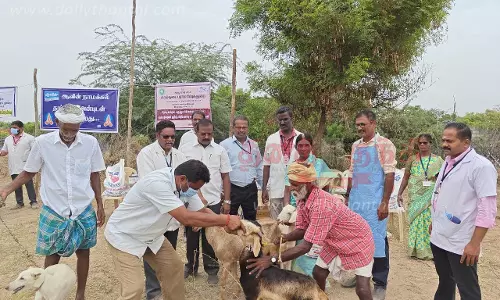 கால்நடை மருத்துவ முகாம் கால்நடை மருத்துவ முகாம்