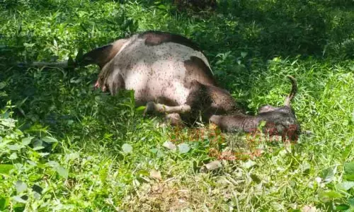 மாட்டை கடித்து கொன்ற புலி மாட்டை கடித்து கொன்ற புலி