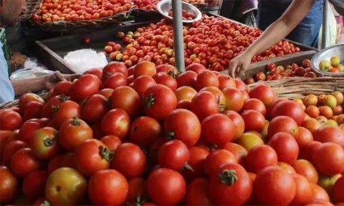 புதிய உச்சம் தொட்ட தக்காளி விலை: ஒரு கிலோ ரூ.250-க்கு விற்பனை