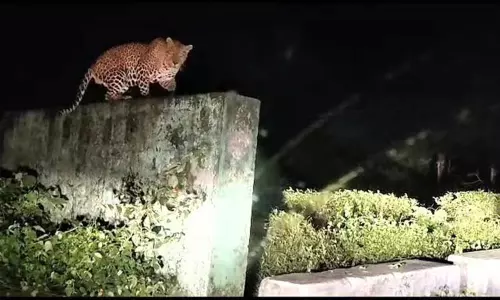 ரொட்டிக்கடை பகுதியில் சிறுத்தைகள் நடமாட்டம்-சுற்றுலா பயணிகளுக்கு வனத்துறை எச்சரிக்கை