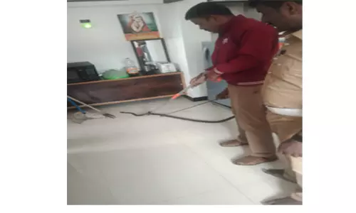 வீட்டிற்குள் புகுந்த 8 அடி நீள சாரைப்பாம்பு பிடிபட்டது வீட்டிற்குள் புகுந்த 8 அடி நீள சாரைப்பாம்பு பிடிபட்டது