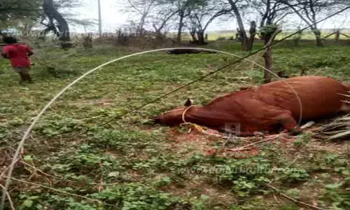 மின்கம்பி அறுந்து விழுந்ததில் 3 மாடுகள் பலி