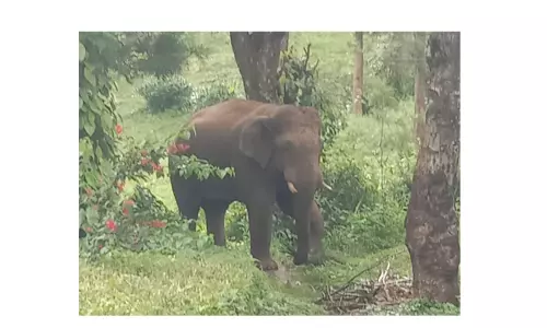 சாலையோரம் நின்ற காட்டுயானையால் வாகன ஓட்டிகள் அச்சம்