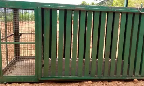 கொங்கர்பாளையம் அருகே சிறுத்தைப்புலியை பிடிக்க கூண்டு அமைப்பு