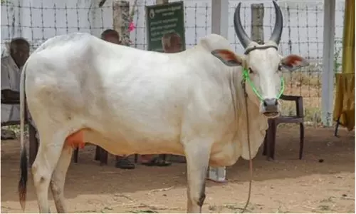 ரூ.91 ஆயிரத்துக்கு காங்கயம் இன மயிலை பசு விற்பனை