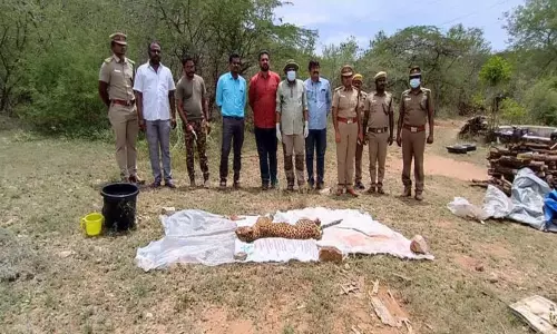 வனவிலங்குடன் ஏற்பட்ட மோதலில் சிறுத்தை உயிரிழப்பு