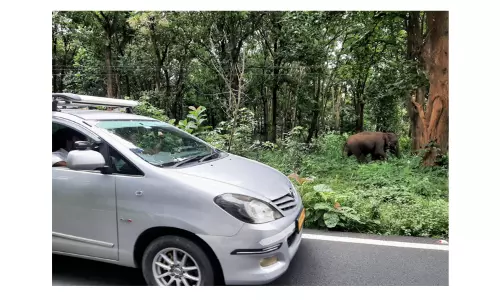 முதுமலை சாலையோரம் சுற்றிதிரிந்தபடி வாகனங்களை விரட்டும் சுள்ளி கொம்பன் யானை
