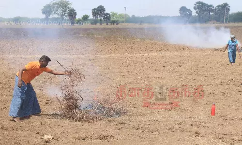 பருத்தி செடிகளை வெட்டி அகற்றும் பணியில் விவசாயிகள் தீவிரம்