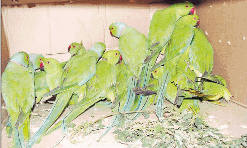 வீடுகளில் வளர்க்க தடை:600 கிளிகளை ஒப்படைத்த உரிமையாளர்கள்- வனத்துறை அதிகாரிகள் தகவல்