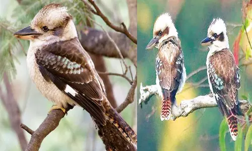 சிரிக்கும் கூக்கபுர்ரா