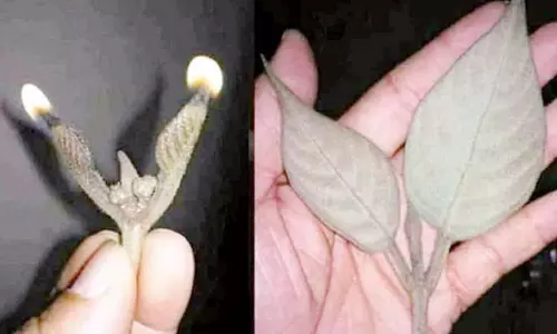 பாண்டவர் பட்டி பாண்டவர் பட்டி