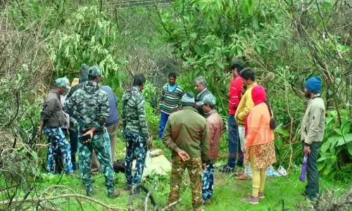 புலி தாக்கி 2 பசு மாடுகள் பலி புலி தாக்கி 2 பசு மாடுகள் பலி