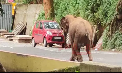சுற்றுலா பயணிகளை காட்டு யானை விரட்டியதால் பரபரப்பு