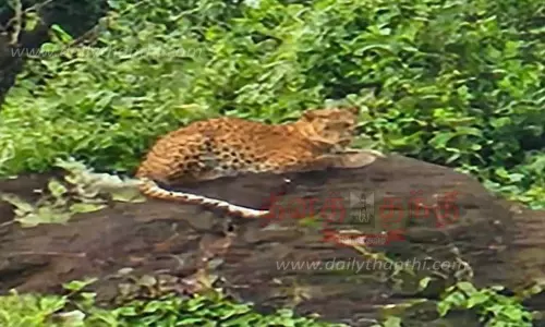 பாறையில் ஓய்வெடுத்த சிறுத்தை