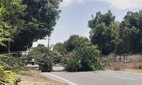 பலத்த காற்றால் வேரோடு சாய்ந்த மரம்