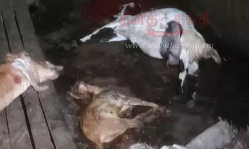 பேச்சிப்பாறை அருகே 2 கூண்டுகள் வைத்தும் சிக்கவில்லை:மேலும் 4 ஆடுகளை கடித்துக்கொன்ற புலி