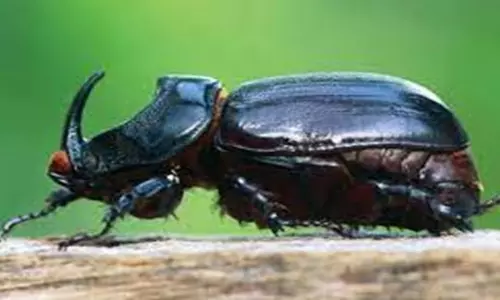 காண்டாமிருக வண்டுகளை கட்டுப்படுத்தும் வழிமுறைகள் காண்டாமிருக வண்டுகளை கட்டுப்படுத்தும் வழிமுறைகள்