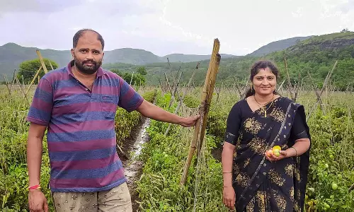 மராட்டியத்தில் ஒரே மாதத்தில் கோடீஸ்வரர் ஆன தக்காளி விவசாயி - ரூ.3 கோடி சம்பாதித்த அதிசயம்