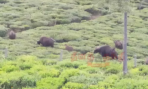 தேயிலை தோட்டங்களில் காட்டெருமைகள் முகாம் தேயிலை தோட்டங்களில் காட்டெருமைகள் முகாம்