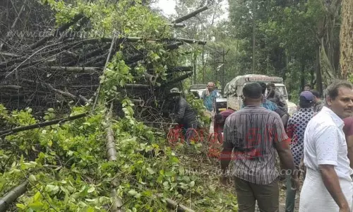 சாலையில் மூங்கில்கள் விழுந்து போக்குவரத்து பாதிப்பு