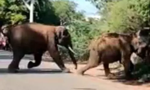 வீட்டின் கதவை தட்டிய காட்டு யானை