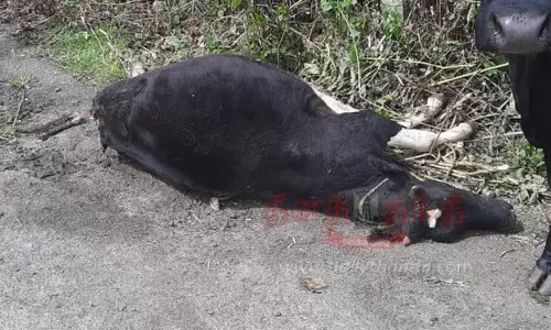 சிறுத்தை தாக்கி கன்றுக்குட்டி சாவு