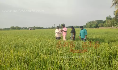 குறுவை சாகுபடியில் மஞ்சள் நோய் தாக்குதல்