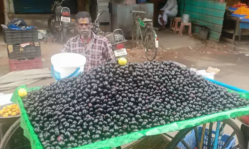 விற்பனைக்காக குவியும் நாவல் பழங்கள்; கிலோ ரூ.200-க்கு விற்பனை