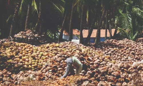 தேங்காய் விலை உயருமா?தென்னை விவசாயிகள் எதிர்பார்ப்பு