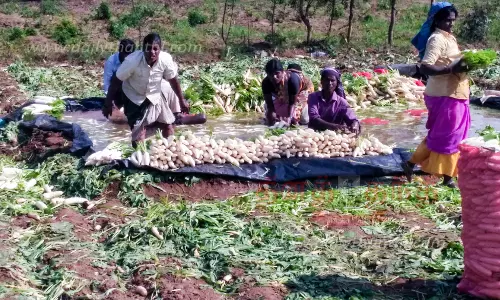 முள்ளங்கி விலை கடும் வீழ்ச்சி