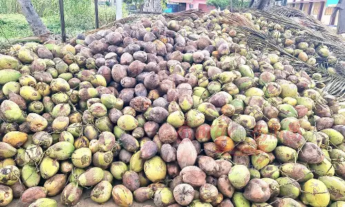 தேங்காய் விலை வீழ்ச்சி தேங்காய் விலை வீழ்ச்சி
