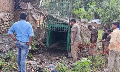 பேச்சிப்பாறை அருகே அட்டகாசத்தில் ஈடுபட்டு வரும் புலியை பிடிக்க வனத்துறை சிறப்பு படை வருகிறது
