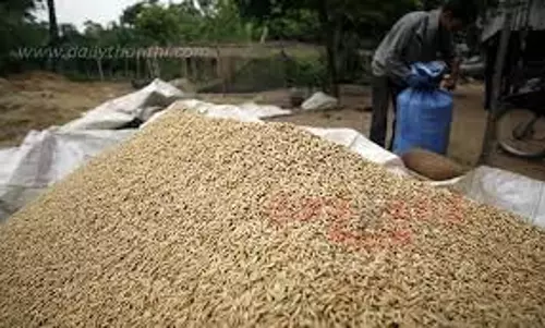 நெல், மணிலா, உளுந்து விதைகளை மானிய விலையில் பெறலாம் நெல், மணிலா, உளுந்து விதைகளை மானிய விலையில் பெறலாம்