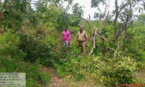 ஒற்றை யானை மீண்டும் அட்டகாசம்