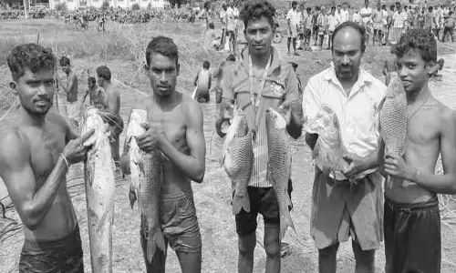 ஆர்வமுடன் மீன்களை பிடித்த கிராம மக்கள்