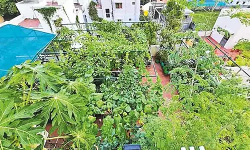 நகர்ப்புற வாசிகளின் தக்காளி தேவையை பூர்த்திசெய்ய மாடித்தோட்டம் நல்ல தீர்வு