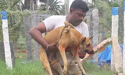 கிணற்றில் தவறி விழுந்த நாய் மீட்பு
