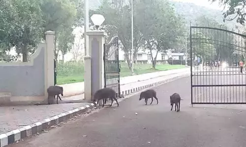 பாரதியார் பல்கலைக்கழக வளாகத்தில் காட்டு பன்றிகள் நடமாட்டம்