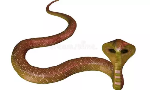 துப்புரவு பணியில் ஈடுபட்ட தொழிலாளி பாம்பு கடித்து சாவு