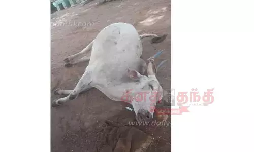 பஸ் மோதி மாடு பலி பஸ் மோதி மாடு பலி