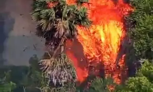 நத்தக்காடையூர் அருகே  பயங்கர தீ விபத்தில் 40 தென்னை, 60 பனை மரங்கள் எரிந்து சேதம்