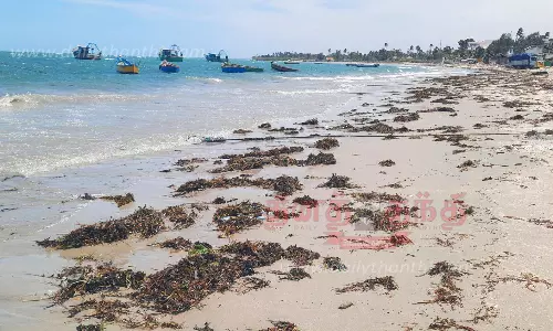 கீழக்கரை கடற்கரையில் கரை ஒதுங்கிய பாசி குவியல்