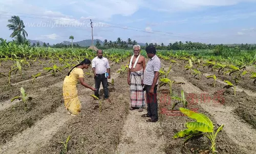 வாழையில் இலை கருகல் நோய்; விவசாயிகள் கவலை வாழையில் இலை கருகல் நோய்; விவசாயிகள் கவலை