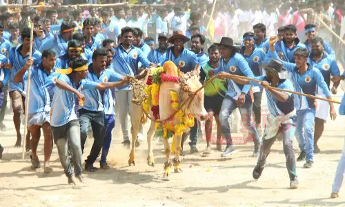மூங்கில் குத்து முனியப்பன் கோவில் விழாவில் எருதாட்டம் மூங்கில் குத்து முனியப்பன் கோவில் விழாவில் எருதாட்டம்