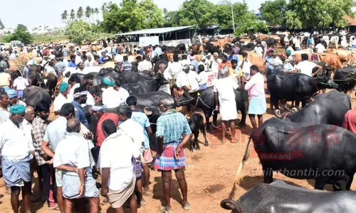 ஈரோடு கருங்கல்பாளையம் சந்தையில்90 சதவீத மாடுகள் விற்பனை