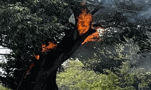 பழமைவாய்ந்த மரத்தில் தீப்பிடித்தது