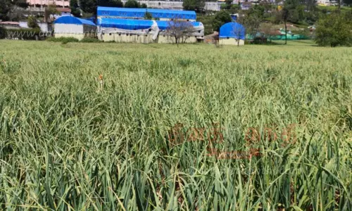 நீலகிரி வெள்ளைப்பூண்டு விலை உயர்வு