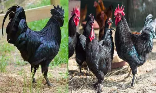 கடக்நாத் கோழிகள் கடக்நாத் கோழிகள்