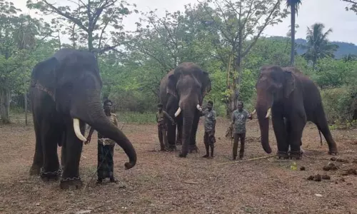 மக்னா யானையை பிடிக்க முடிவு மக்னா யானையை பிடிக்க முடிவு